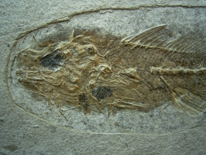 Dapalis macrurus