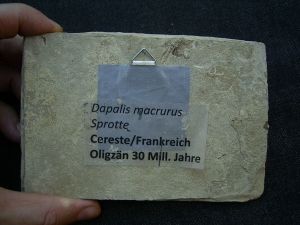 Dapalis macrurus