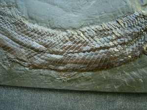 Atracosteus Knochenhecht Messel - Reproduktion