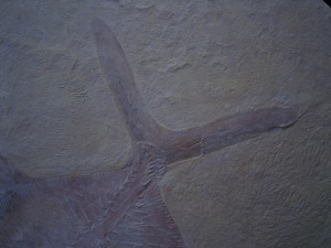 Kugelfisch Gyrodus hexagonus - Reproduktion