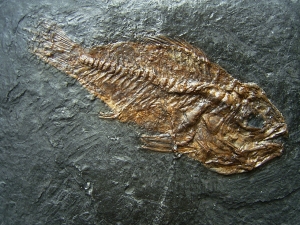 Rhenanoperca - Barsch aus der Grube Messel - Reproduktion