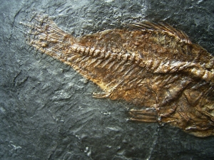 Rhenanoperca - Barsch aus der Grube Messel - Reproduktion