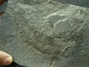 Palaeoniscum Kupferschiefer-Hering