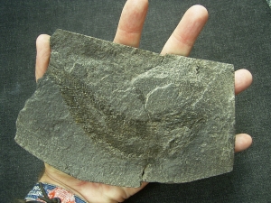 Palaeoniscum Kupferschiefer-Hering