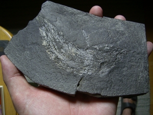 Palaeoniscum Kupferschiefer-Hering