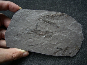 Pflanzenplatte Lebachia aus dem Perm