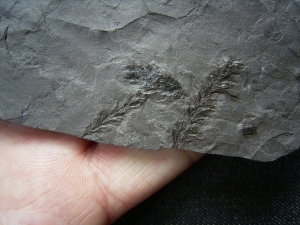 Pflanzenplatte Lebachia aus dem Perm