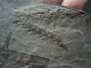 Pflanzenplatte Lebachia aus dem Perm