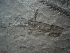 Pflanzenplatte Lebachia aus dem Perm