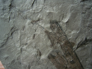 Pflanzenplatte Lebachia aus dem Perm