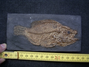 Messelbarsch Amphiperca - Reproduktion