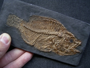 Messelbarsch Amphiperca - Reproduktion