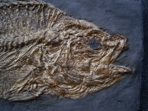 Messelbarsch Amphiperca - Reproduktion