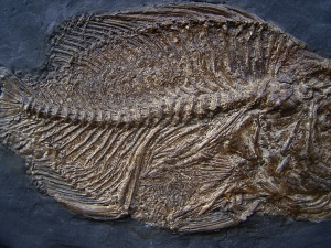 Messelbarsch Amphiperca - Reproduktion