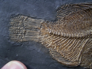 Messelbarsch Amphiperca - Reproduktion