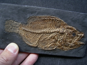 Messelbarsch Amphiperca - Reproduktion