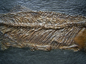 Thaumaturus - Fisch aus der Grube Messel - Reproduktion #2