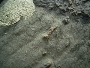 Ichthyosaurier Knochen - hochinteressantes Stück!