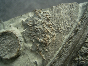 Ichthyosaurier Knochen - hochinteressantes Stück!