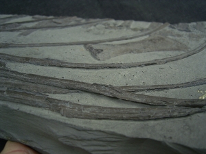 Ichthyosaurier Knochen - hochinteressantes Stück!