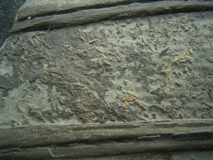 Ichthyosaurier Knochen - hochinteressantes Stück!