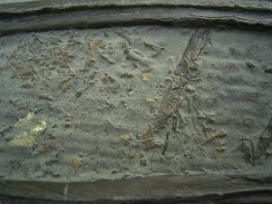 Ichthyosaurier Knochen - hochinteressantes Stück!