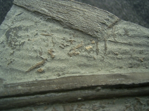Ichthyosaurier Knochen - hochinteressantes Stück!
