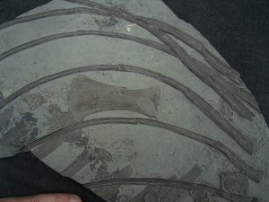 Ichthyosaurier Knochen - hochinteressantes Stück!