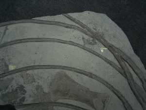 Ichthyosaurier Knochen - hochinteressantes Stück!