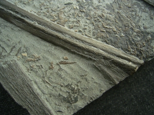 Ichthyosaurier Knochen - hochinteressantes Stück!