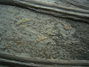 Ichthyosaurier Knochen - hochinteressantes Stück!