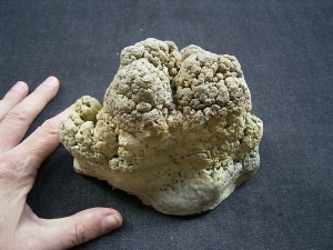 Stromatolithen - schöne Stufe