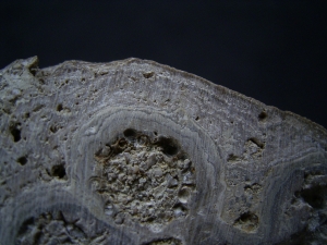 Stromatolithen - schöne Stufe