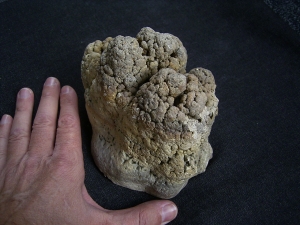 Stromatolithen - schöne Stufe