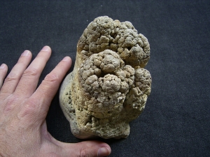 Stromatolithen - schöne Stufe