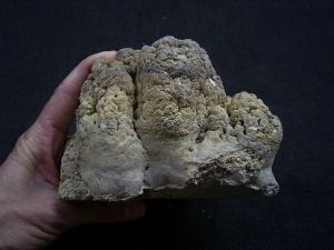 Stromatolithen - schöne Stufe