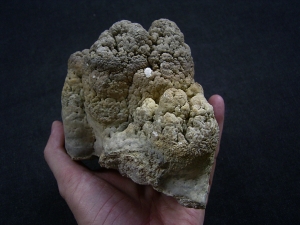 Stromatolithen - schöne Stufe