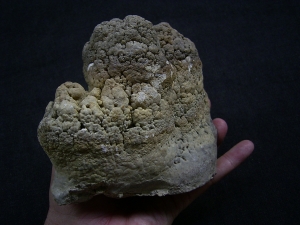 Stromatolithen - schöne Stufe