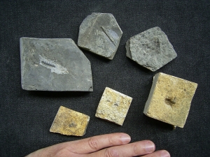 Verschiedene Hai-Fossilien aus dem Muschelkalk