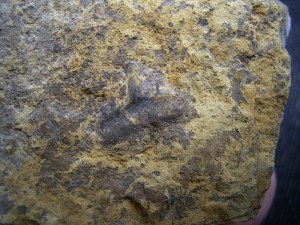Verschiedene Hai-Fossilien aus dem Muschelkalk