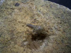 Verschiedene Hai-Fossilien aus dem Muschelkalk