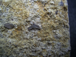 Verschiedene Hai-Fossilien aus dem Muschelkalk