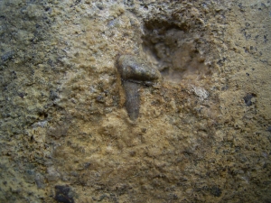 Verschiedene Hai-Fossilien aus dem Muschelkalk