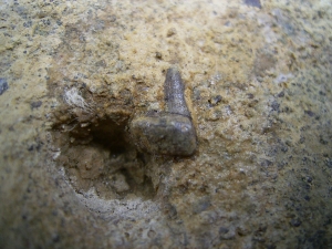 Verschiedene Hai-Fossilien aus dem Muschelkalk