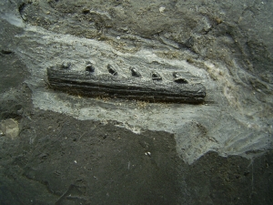 Verschiedene Hai-Fossilien aus dem Muschelkalk