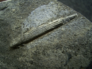 Verschiedene Hai-Fossilien aus dem Muschelkalk