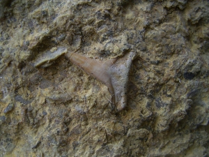 Hybodus shark tooth