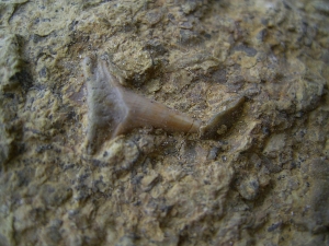 Hybodus shark tooth
