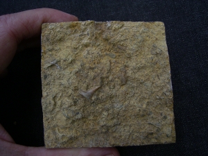 Hybodus shark tooth