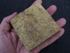 Hybodus shark tooth